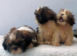 DogsIndia.com - Shih Tzu - Shabeer