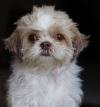 DogsIndia.com - Shih Tzu - Shabeer