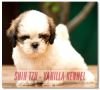 DogsIndia.com - Shih Tzu - Vanilla Kennel