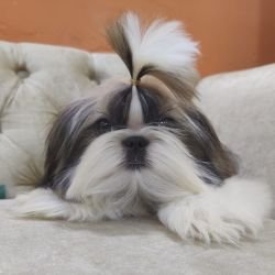 DogsIndia.com Shih Tzu Voyagerz