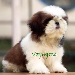 DogsIndia.com - Shi Tzu - Voyagerz