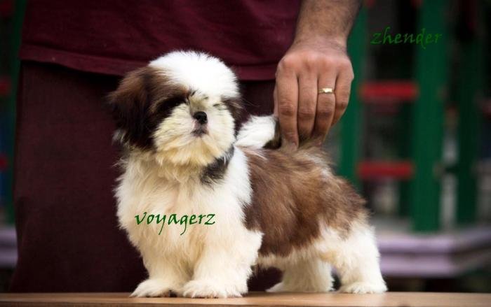 DogsIndia.com - Shih Tzu - Voyagerz