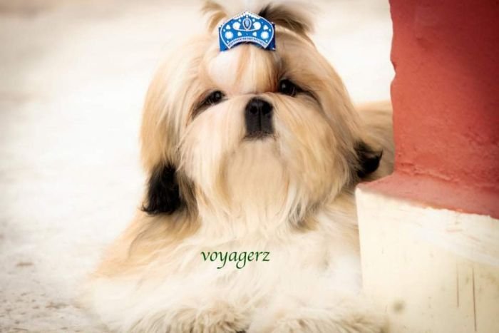 DogsIndia.com - Shih Tzu - Voyagerz 