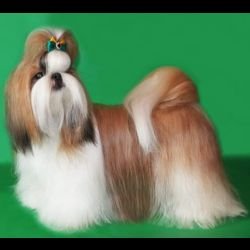 DogsIndia.com - Shih Tzu - Voyagerz