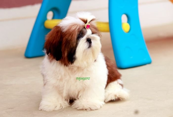 DogsIndia.com - Shih Tzu - Voyagerz