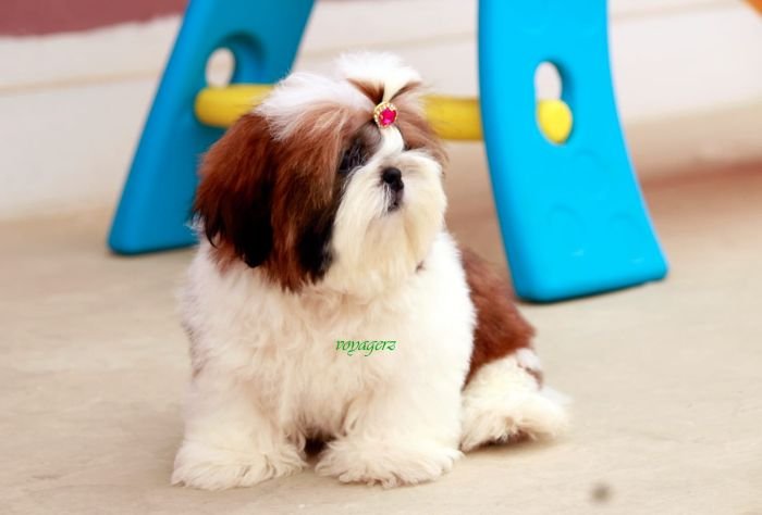 DogsIndia.com - Shih Tzu - Voyagerz 