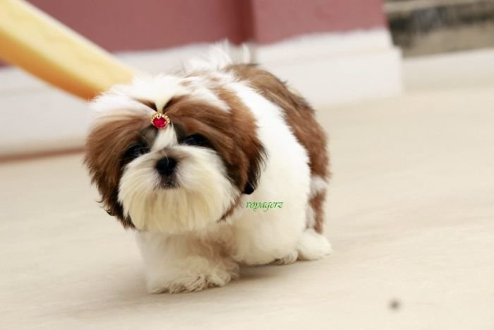 DogsIndia.com - Shih Tzu - Voyagerz 