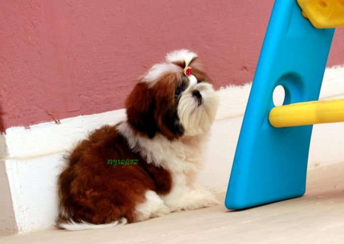 DogsIndia.com - Shih Tzu - Voyagerz 