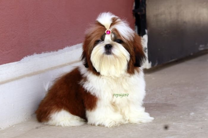 DogsIndia.com - Shih Tzu - Voyagerz 