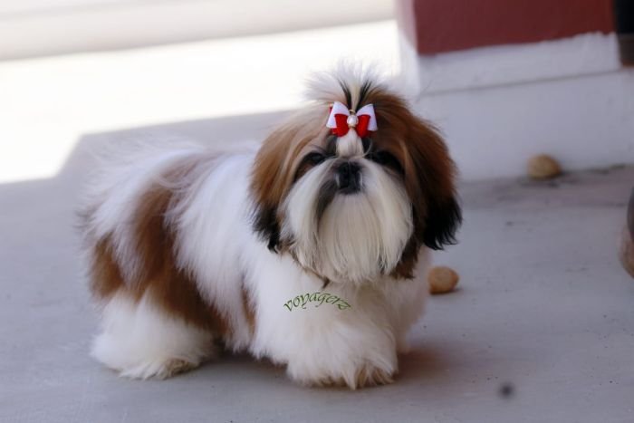 DogsIndia.com - Shih Tzu - Voyagerz