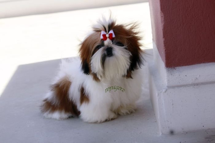 DogsIndia.com - Shih Tzu - Voyagerz