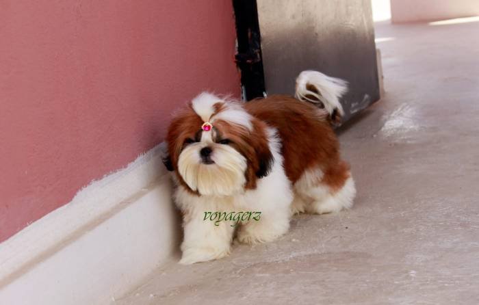 DogsIndia.com - Shih Tzu - Voyagerz