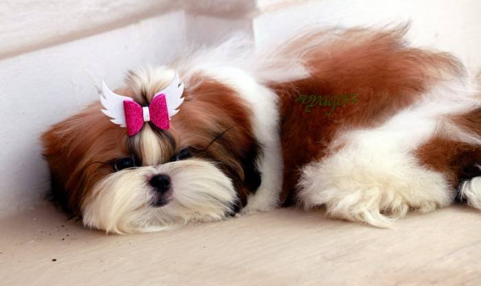 DogsIndia.com - Shih Tzu - Voyagerz