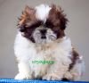 DogsIndia.com - Shih Tzu - Voyagerz Kennel - Bhattacharya