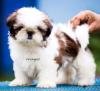 DogsIndia.com - Shih Tzu - Voyagerz