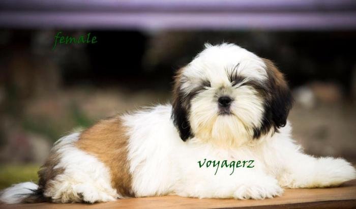 DogsIndia.com - Shih Tzu - Voyagerz