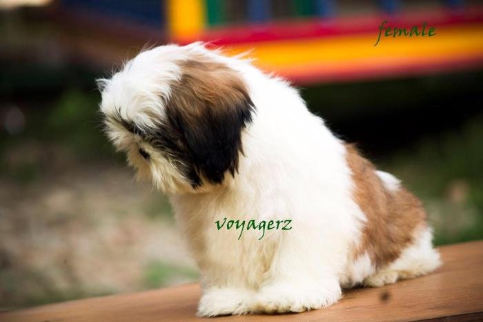 DogsIndia.com - Shih Tzu - Voyagerz
