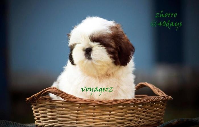 DogsIndia.com - Shih Tzu - Voyagerz