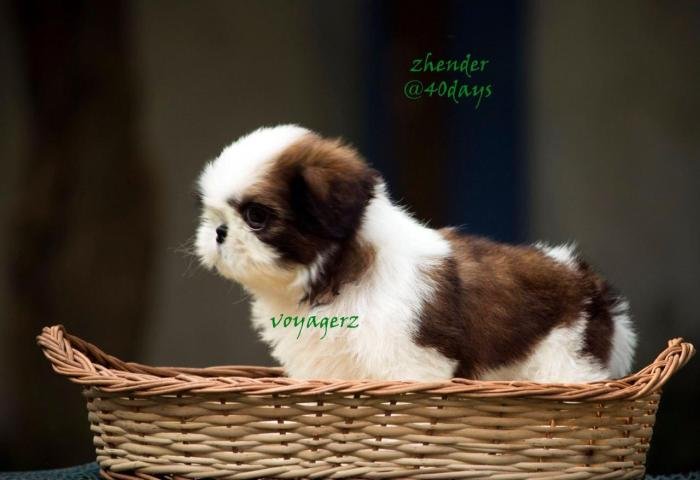 DogsIndia.com - Shih Tzu - Voyagerz