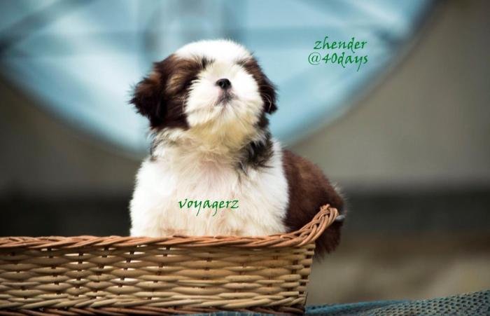 DogsIndia.com - Shih Tzu - Voyagerz