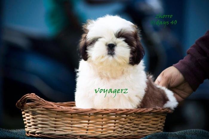 DogsIndia.com - Shih Tzu - Voyagerz