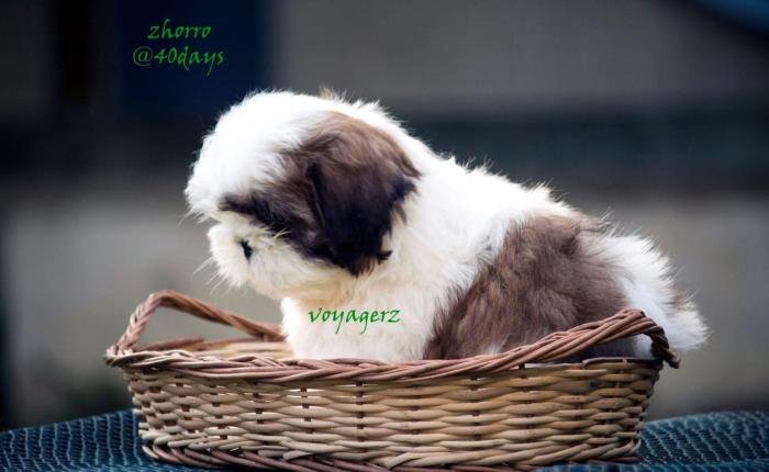 DogsIndia.com - Shih Tzu - Voyagerz