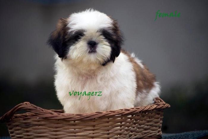 DogsIndia.com - Shih Tzu - Voyagerz