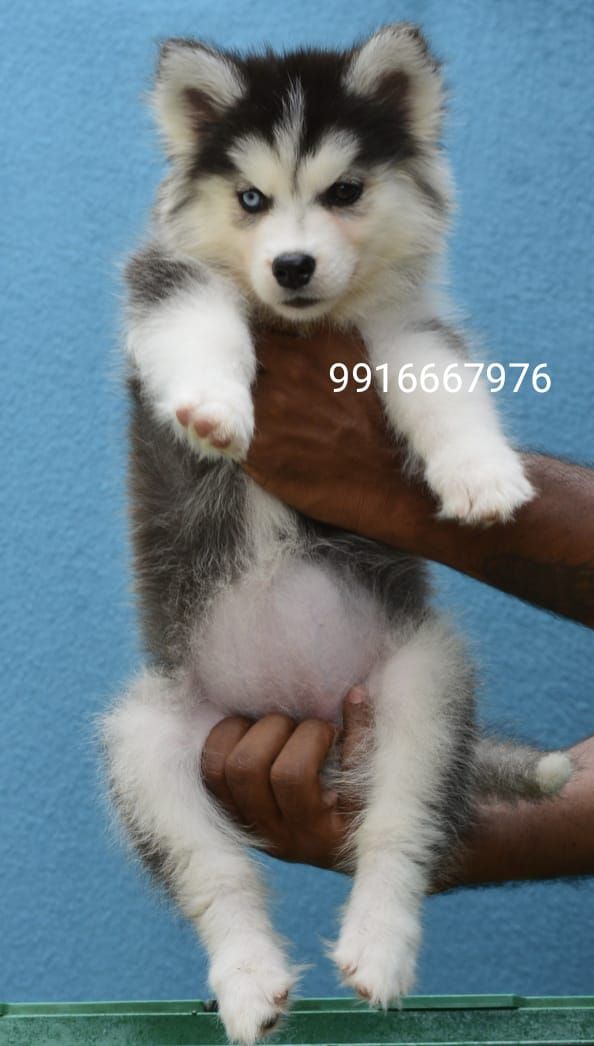 DogsIndia.com - Siberian Husky - Aditya Lochan