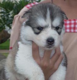 Siberian Husky Amatras