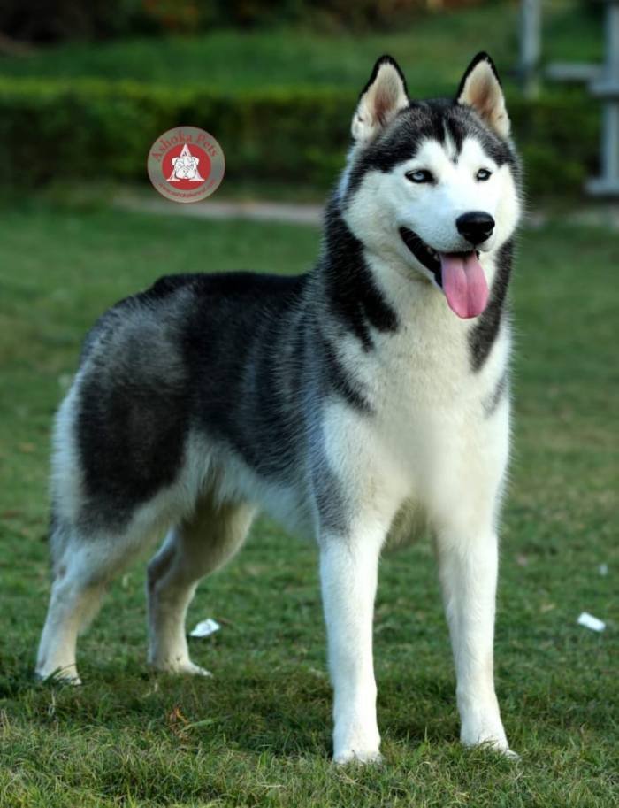 DogsIndia.com - Siberian Husky - Karan Chawla