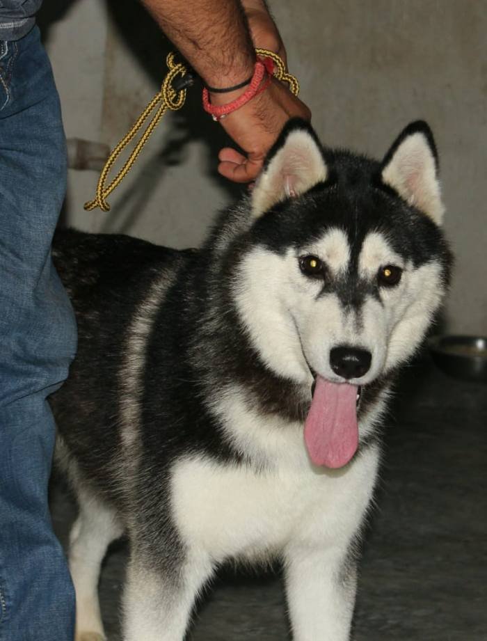 DogsIndia.com - Siberian Husky - Karan Chawla