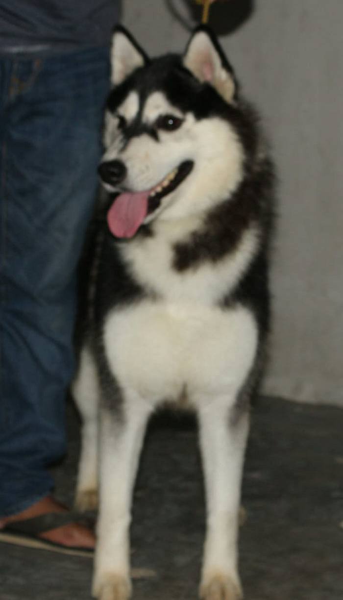 DogsIndia.com - Siberian Husky - Karan Chawla