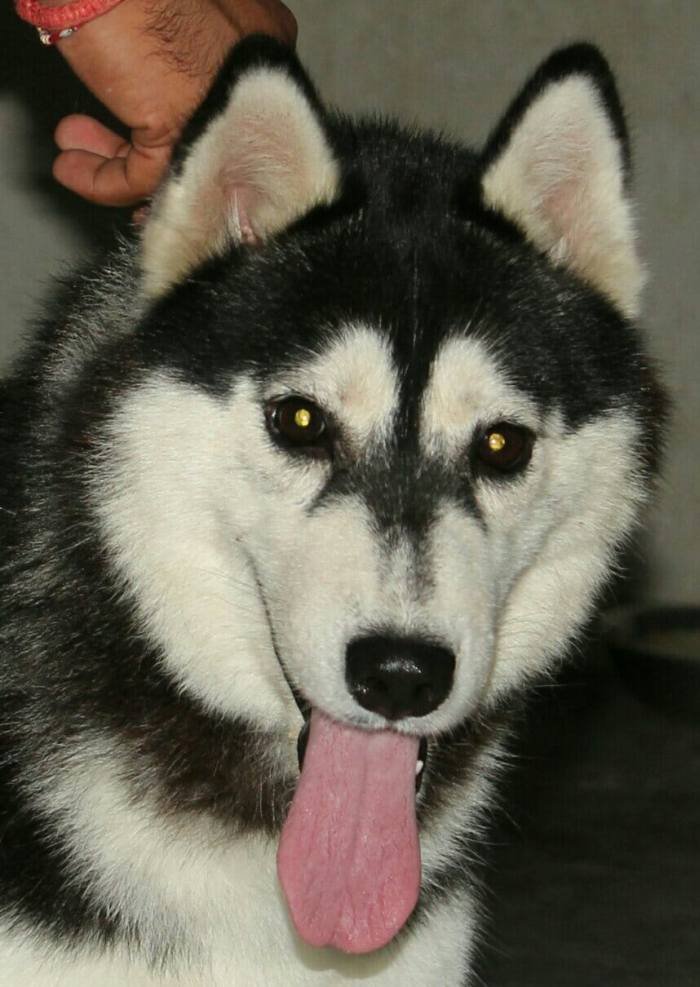 DogsIndia.com - Siberian Husky - Karan Chawla