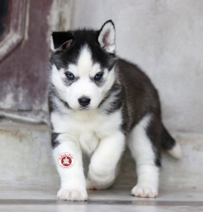DogsIndia.com - Siberian Husky - Karan Chawla
