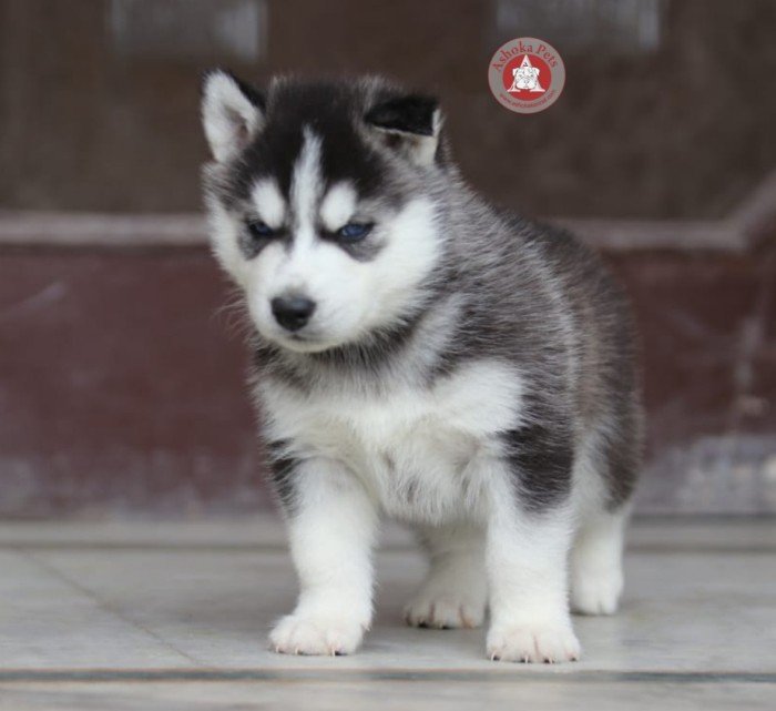 DogsIndia.com - Siberian Husky - Karan Chawla