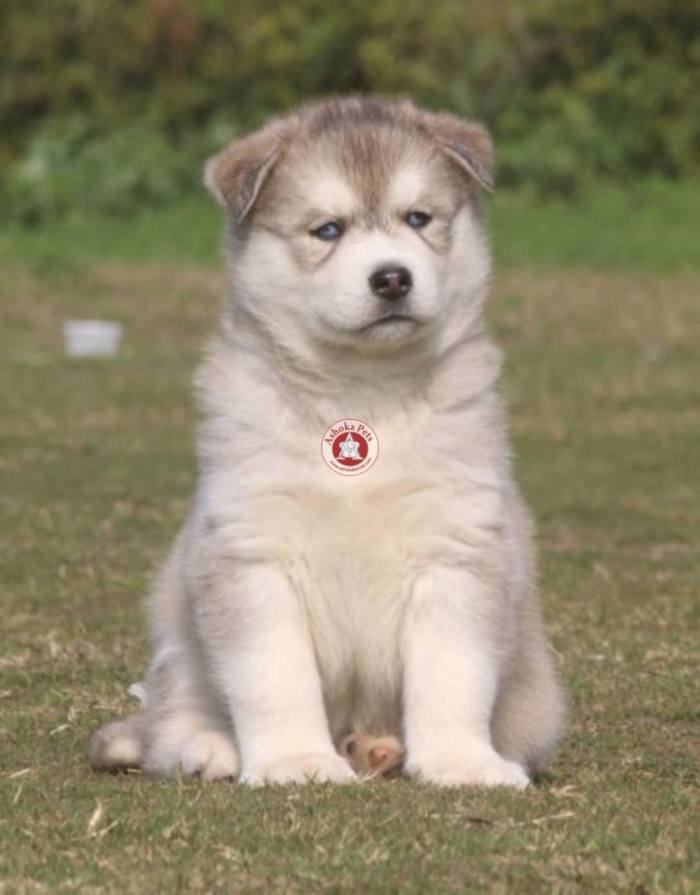 DogsIndia.com - Siberian Husky - Karan Chawla