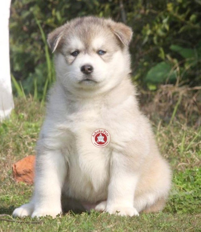 DogsIndia.com - Siberian Husky - Karan Chawla
