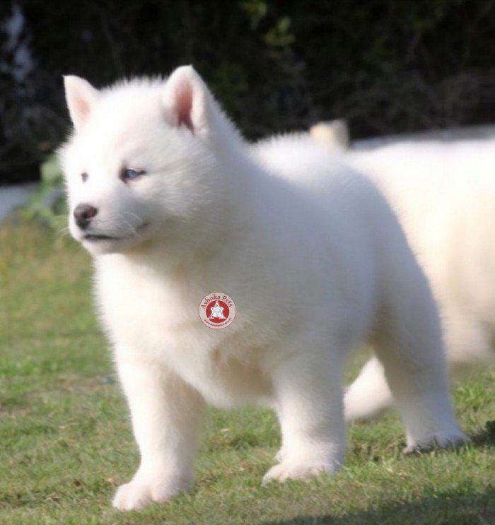 DogsIndia.com - Siberian Husky - Karan Chawla