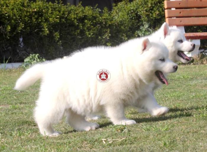 DogsIndia.com - Siberian Husky - Karan Chawla
