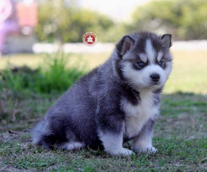 DogsIndia.com - Siberian Husky - Karan Chawla