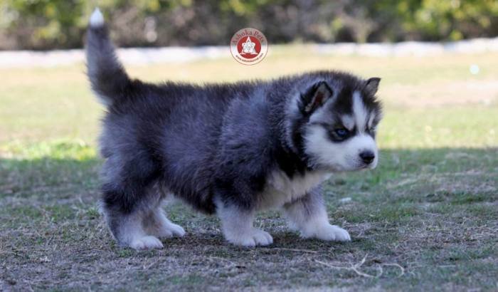 DogsIndia.com - Siberian Husky - Karan Chawla
