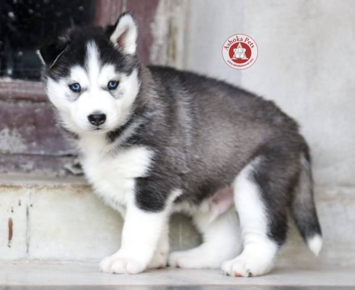 DogsIndia.com - Siberian Husky - Karan Chawla