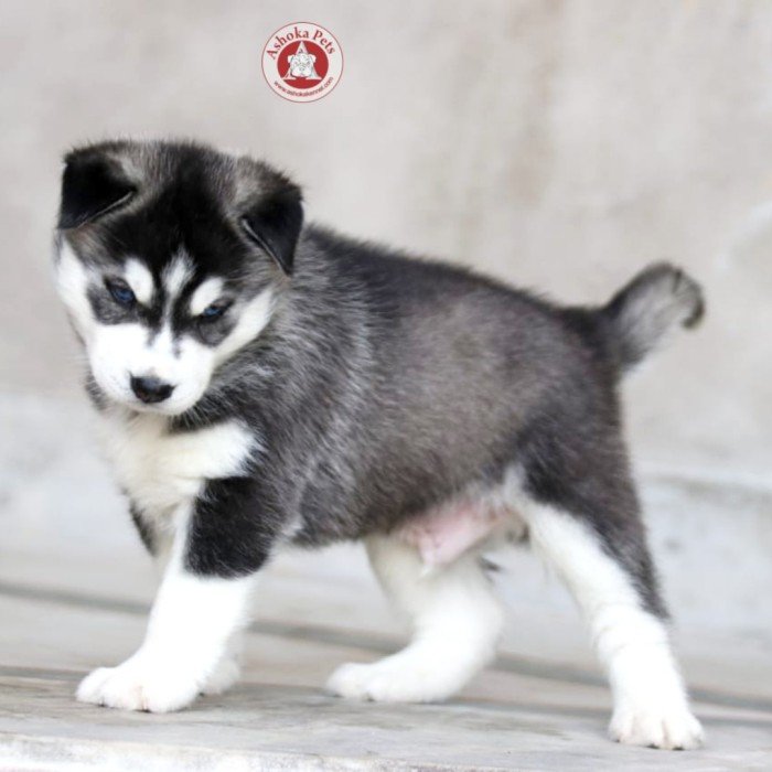DogsIndia.com - Siberian Husky - Karan Chawla
