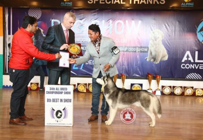 DogsIndia.com - Siberian Husky - Karan Chawla