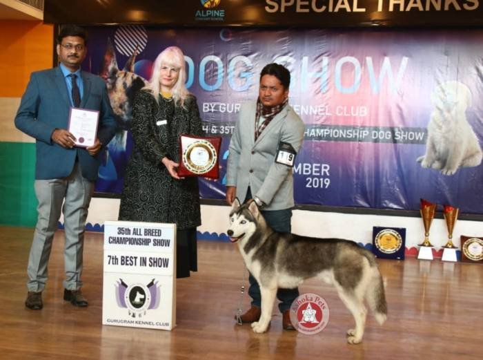DogsIndia.com - Siberian Husky - Karan Chawla