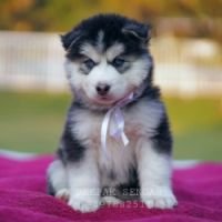 DogsIndia.com - Siberian Husky - Deepak Singh Sengar