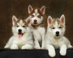 DogsIndia.com - Siberian Husky - Epona Kennel