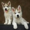 DogsIndia.com - Siberian Husky - Epona Kennel