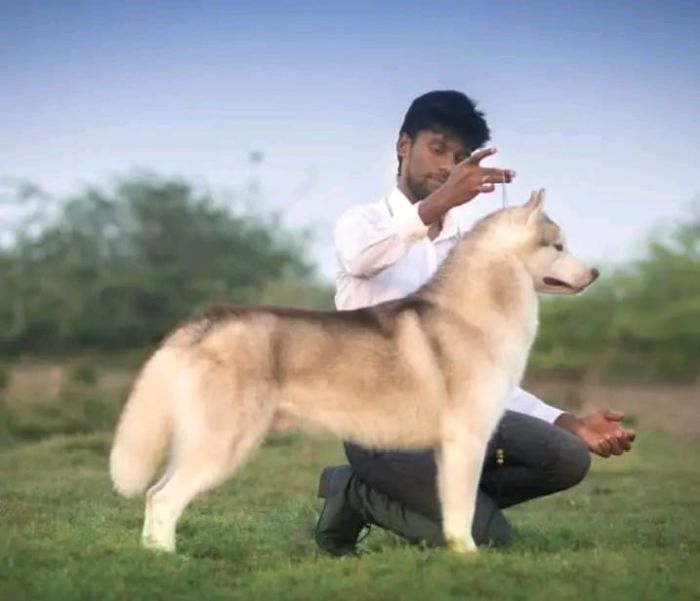 DogsIndia.com  Siberian Husky  Epona Kennel