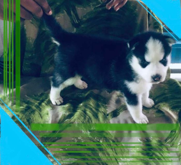 DogsIndia.com - Siberian Husky - Dr.Gowtham